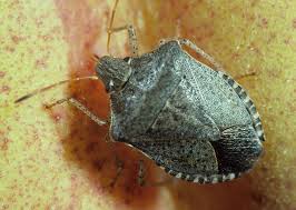 Image result for Canthium bugoyense