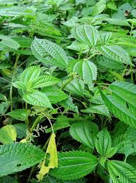 Image result for Pilea angolensis