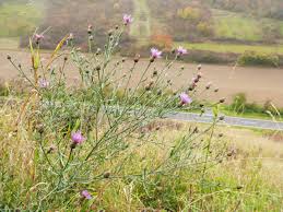 Image result for Stoebe