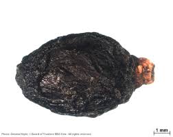 Image result for Bridelia duvigneaudii