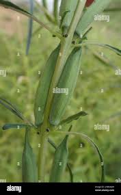 Image result for Sesamum alatum