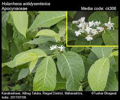 Image result for Holarrhena