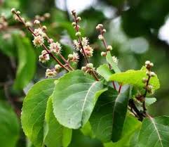 Image result for Mimusops obtusifolia