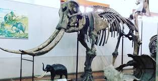 Munculnya museum geologi bandung sendiri sangat identik dengan keberadaan belanda pada zaman kolonialisme di tanah air serta pengaruh dunia yang pada saat itu. Museum Geologi Bandung Wisata Edukatif Di Bandung Wisatalova