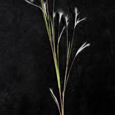 Image result for Andropogon eucomus