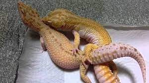 Can anyone verify their gender? Leopard Gecko Breeding Guide Leopard Gecko Breeding Made Easy Leopard Gecko Habitat