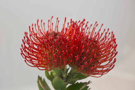 Image result for Protea micans