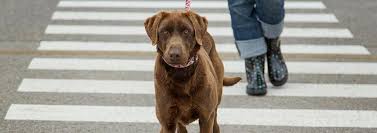 Maybe you would like to learn more about one of these? Common Diseases In Older Dogs Urinary Tract Infection Pedigree