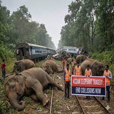 Aaranyak expresses shock at horrific death of elephants due to train-hit Aaranyak is shocked at the monumental loss of as many as seven elephants which were mowed down by the Sairang-New Delhi