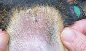 Image result for abscess dog's ear flap