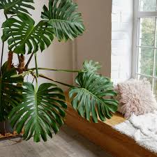 Image result for Monstera