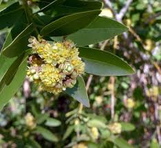 Image result for Lauraceae