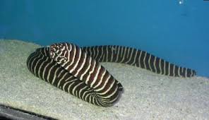 Peces De Acuario Anguila Morena Cebra Gymnomuraena Zebra Foto Caracteristicas Y Cuidado Cultivacion Y Descripcion