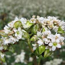 Image result for Fagopyrum esculentum