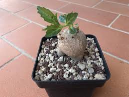 Image result for Pterodiscus angustifolius