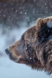 We did not find results for: Bear Wallpaper Fur Android Apk Herunterladen