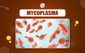 Image result for Mycoplasma