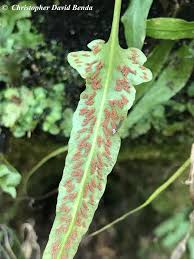 Image result for Asplenium goetzei