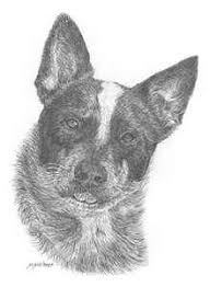 Australian Cattle Dog Black And White Nice Black And White Baby Animal Drawings Blue Heeler Dogs Animals Artwork