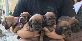 Image result for alpský brakýř jezevčíkovitý