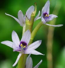 Image result for Heteranthera