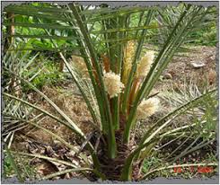Pohon kurma png png image. Membekal Anak Benih Pokok Kurma No 1 Malaysia