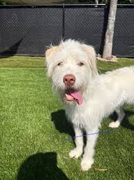 Adoptable dog Darla, a 3-year-old doodle, needs a forever home