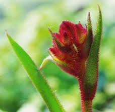 Kangaroo Paws Plant How To Plant And Care For Kangaroo Paws Kangaroo Paw Plant Kangaroo Paw Plants