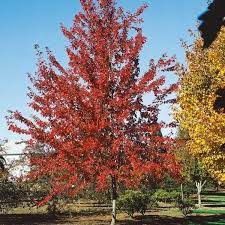 A wide variety of maple syrup in bulk for sale options are available to you, such as certification. Firefall Freeman Maple Naturehills Com