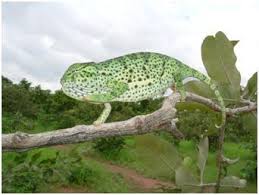 Image result for Sherbournia bignoniiflora