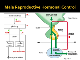Hormones Affecting Reproduction