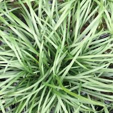 Image result for Ophiopogon