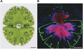 Image result for Micractis
