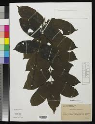 Image result for Antrocaryon