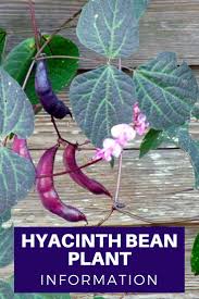 Young immature pods can be cooked and eaten. Hyacinth Bean Plant Information Gardening Know How S Blog