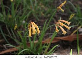 Image result for Cyrtanthus breviflorus