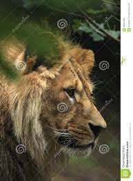 ¡boletos solo para el duelo ante león! Leon De Barbary Panthera Leo Leo Tambien Conocido Como El Leon Del Atlas Foto De Archivo Imagen De Pista Marruecos 56542484