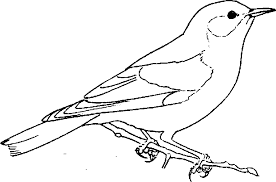 Also some more realistic coloring pages for older kids learning about jays. Bluebird Coloring Page Animals Town Animal Color Sheets Bluebird Picture Bird Coloring Pages Bird Drawings Simple Bird Drawing