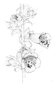 Foxglove B Jpg 314 500 Flower Drawing Botanical Painting Plant Drawing
