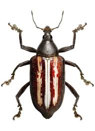 It is not a condition in itself, but a symptom of other conditions. Exophthalmus Sp Insekten Kafer Spinne