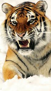 Tigre Rawwrrr Avec Images Animaux Sauvages Animaux Adorables Animaux