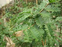 Image result for Schotia afra