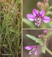 Image result for Cleome monophylla