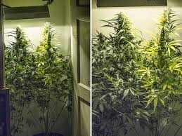 Sun system hps 150 watt grow light kit. 7 Weeks Indoor Dinafem White Widow Auto Fem 150w Hps 18 6 5gal Pot Soil 1st Time Grasscity Forums The 1 Marijuana Community Online