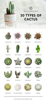 A cactus (plural cacti, cactuses, or less commonly, cactus) is a member of the plant family cactaceae, a family comprising about 127 genera with some 1750 known species of the order. Free Printable 11 Succulent Collections In 2021 Cactus Plants Plants Types Of Cactus Plants