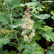 Image result for Macleaya