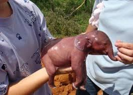 A baby asian elephant, normally called calf, weighs on average about 100 kg (220 pounds) when born (natgeoa, macdonald 2010). How Big Is A Newborn Baby Elephant Newborn Baby