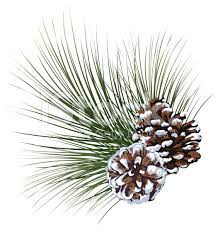 Pine Cones And Pine Needles Pinecones Pine Tree Drawing Pine Tree Painting Tree Drawing