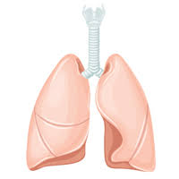 Peritoneal mesothelioma is an abdominal cancer caused when asbestos fibers irritate the lining of the abdomen. Philadelphia Asbestos Lawyers Peritoneal Mesothelioma