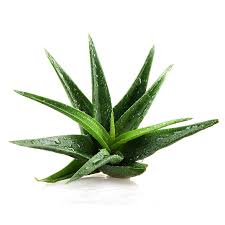 Shop aloe vera products including aloe vera juice, gels, capsules, softgels & more, all available at iherb.com today! Aloe Kumari O FatÄƒ TanÄƒrÄƒ Sau O VirginÄƒ Denumirea De Aloe A Plantei Provine Din Faptul CÄƒ Planta Pos Aloe Vera Plant Household Plants Aloe Vera For Sunburn